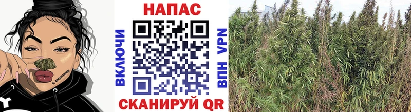 Бошки Шишки MAZAR  Остров 